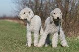 BEDLINGTON TERRIER 165